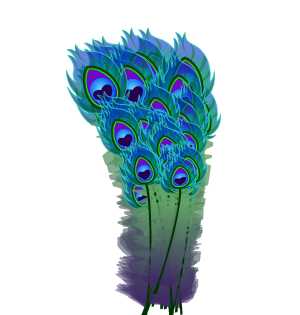 Peacock Feathers
