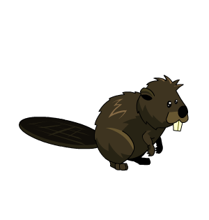 Beaver