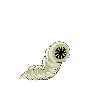 Worm